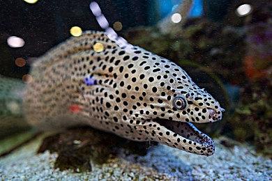 或有重制？《最终幻想9》25周年纪念特别视频放出！